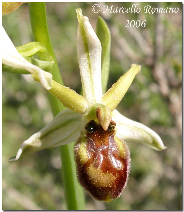 Ophrys sphegodes